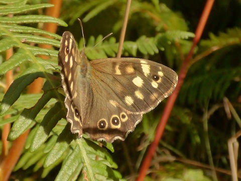 Speckled wood butterfly.