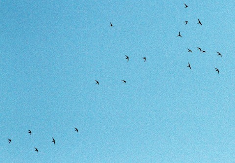 Swifts start to gather over Stoughton.