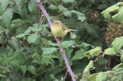 Willow warbler also seen at Farlington.
