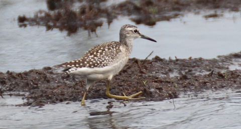 Wood sandpiper at Pudmore Pond on Thursley Common.
