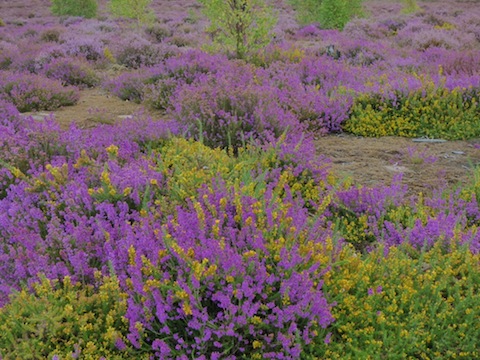 Young gorse and heather now in flower.