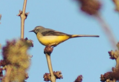 grey wagtail - side view.