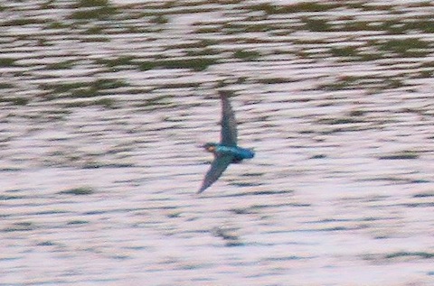 A kingfisher skims across Stoke Lake.