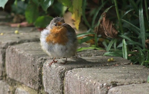A very fluffy looking robin.