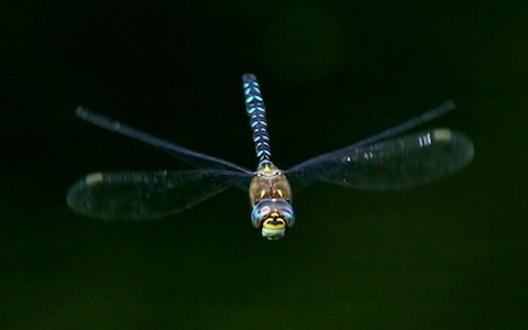 Another dragonfly -think this one might be a southern migrant hawker.