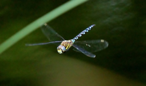 Another pleasing dragonfly picture.
