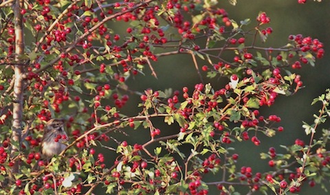 Can you spot the reed bunting among the hawthorn berries?