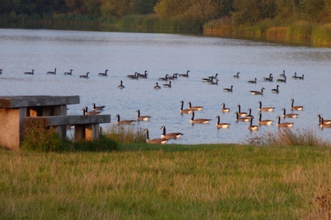 Canada geese gather on Stoke Lake.