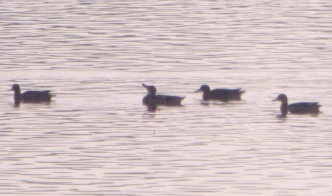 Distant view of four garganey at Tice's Meadow.