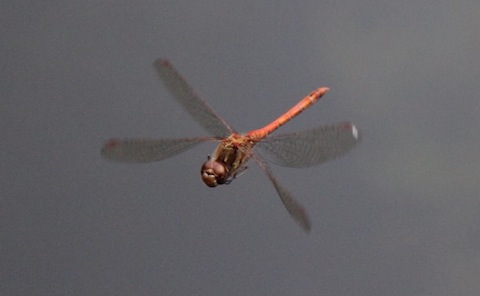 Dragonfly in flight.