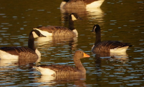 Greylag goose on Stoke Lake.