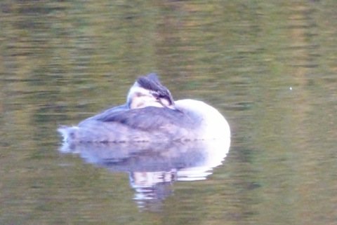 Juvenile great crested grebe resting out on Stoke Lake.