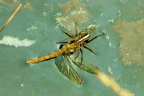 Raft spider captures a dragonfly.