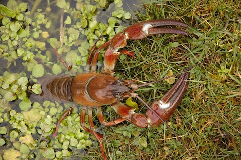 Signal crayfish. Picture courtesy of the Ribble Rivers Trust.
