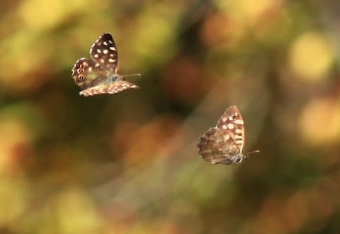 Speckled wood butterflies in flight.