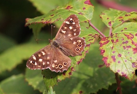Speckled wood butterfly.