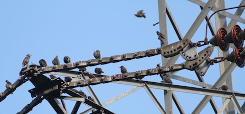 Starlings gather on the pylons at Stoke Lake.