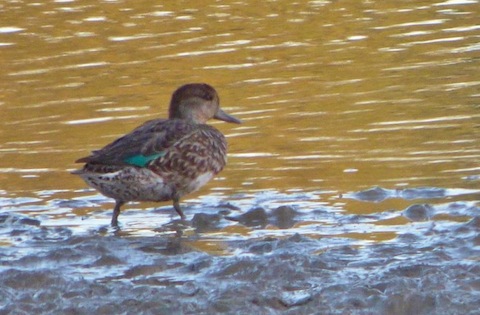 One of a dozen or more teal on the scrape near Stoke Lock.