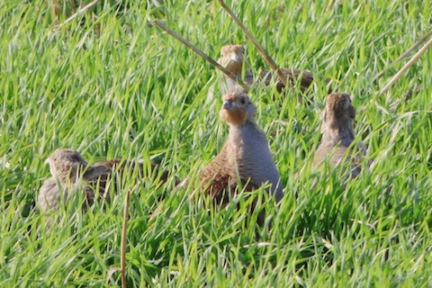 A covey of grey partridges.