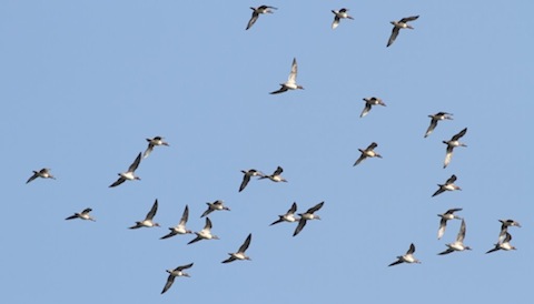 A few of a Large flock of well over 100 wigeon fly over at Pagham.