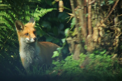 A fox on a daytime mission in Shamley Green.