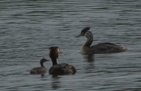 Adult great crested grebe tends to its young assisted by an elder sibling.