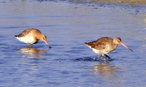 Black-tailed godwits at Pagham.