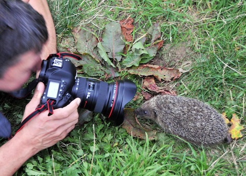 Getting a close-up picture of one of the hedgehogs.