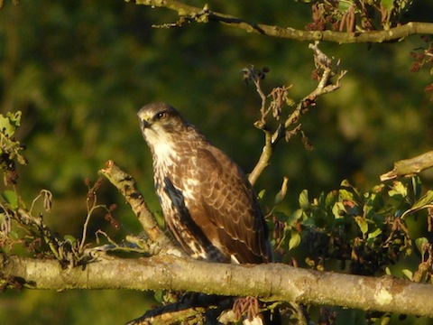 Common buzzard blinded by the light.