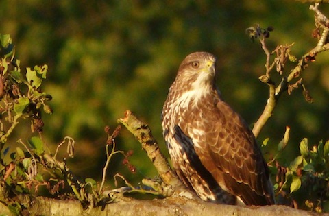 Common buzzard basks in some late evening sunshine near Bowers Lock, Burpham.