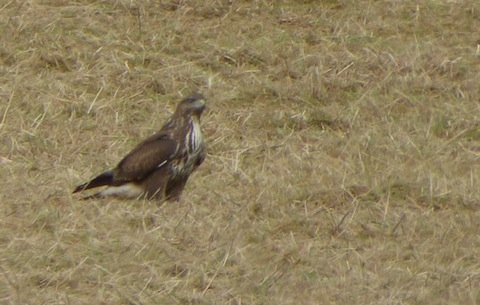 Common buzzard joins the hunt for food with the kites.