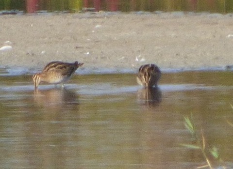Common snipe at Pagham.