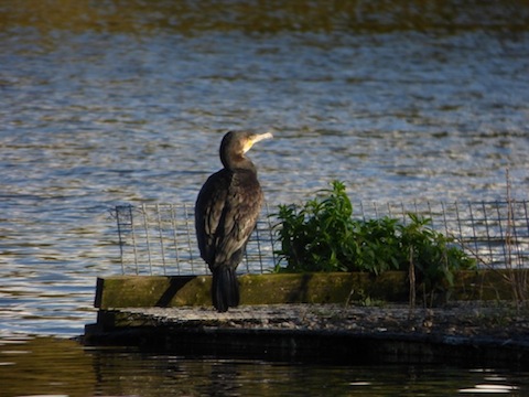 Cormorant on tern raft.