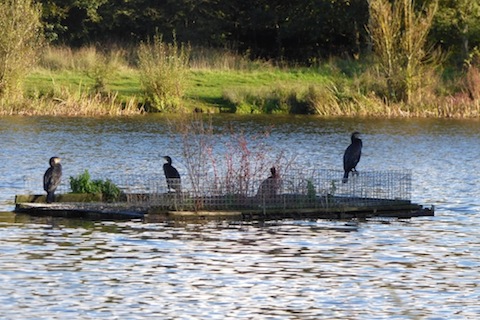Cormorants take command of the tern raft.