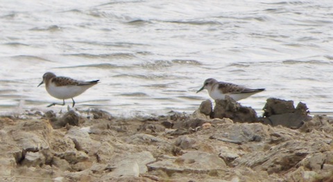 Curlew sandpipers at Farlington.
