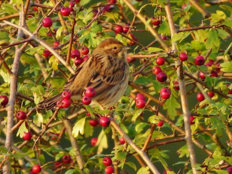 Female reed bunting in hawthorn by Stoke Lake.