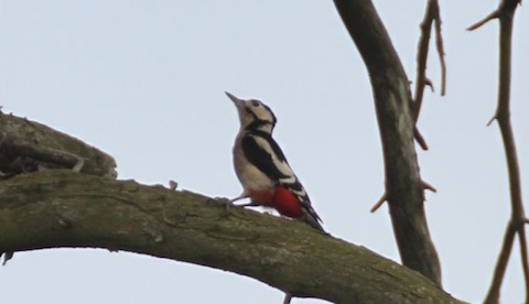 Greater spotted woodpecker on Thursley Common.