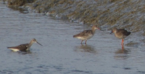 Greenshank (left) seen with two redshanks.