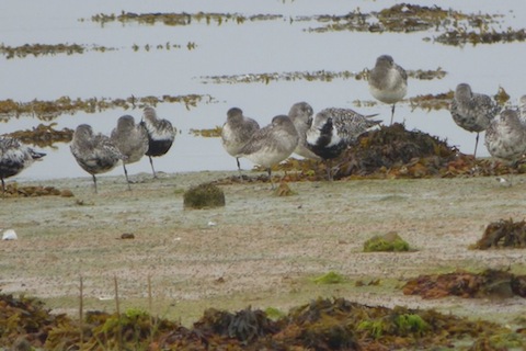 Grey plovers in various stages of moult.