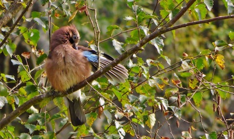 Jay preens its feathers after a wash in the stream.