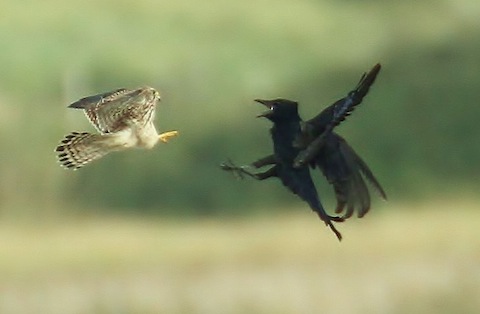 Kestrel at Farlington duels with a crow.