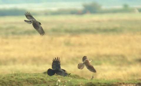 Kestrel at Farlington mobbed by two crows.