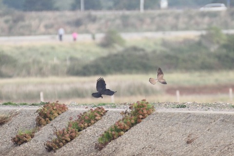 Kestrel at Farlington with crow in pursuit.