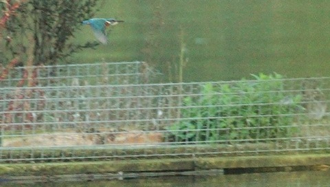 A lucky shot as the kingfisher flies past the tern raft at Stoke Lake.