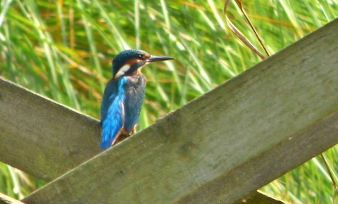 Kingfisher at Shamley Green. A good year for kingfishers, certainly a good one for me.