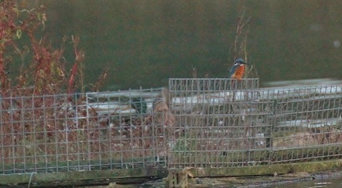 Kingfisher at Stoke Lake perches on the tern raft.
