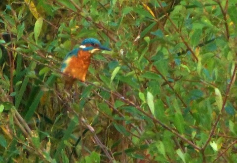 Kingfisher at perches in some sallows at the water's edge at Stoke Lake.