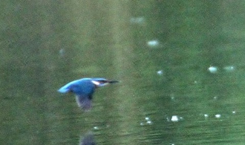 Kingfisher in flight at Stoke Lake.