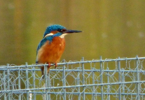 Kingfisher on raft at Stoke Lake.