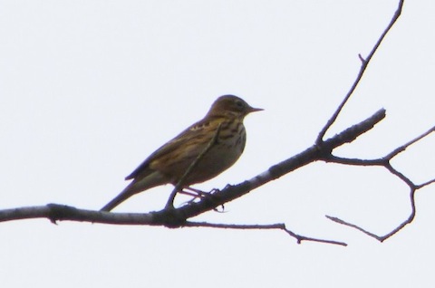 Meadow pipit on Thursley Common.